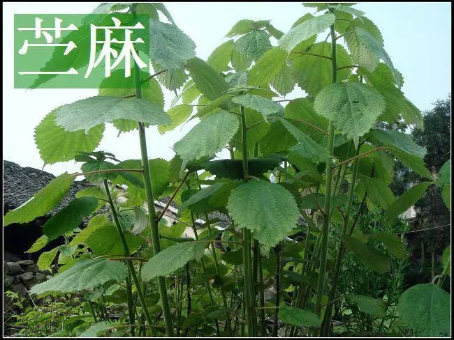 湖北科研人员用5年时间攻克难关利用苎麻制饲料牛羊增重加快