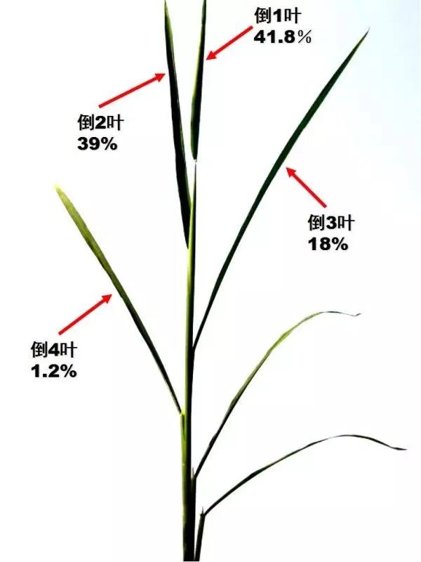 水稻各生育期的病虫害防治技巧