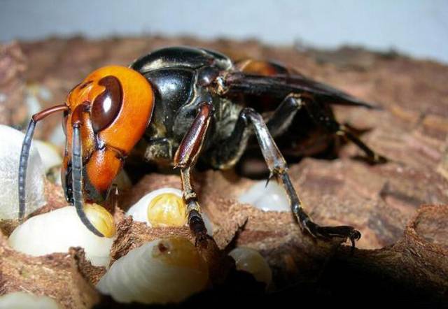 信宜养蜂王做起毒门生意养马蜂年收入十几万