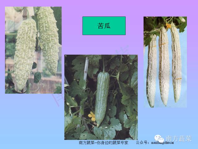 常見瓜類蔬菜及其栽培要點簡介