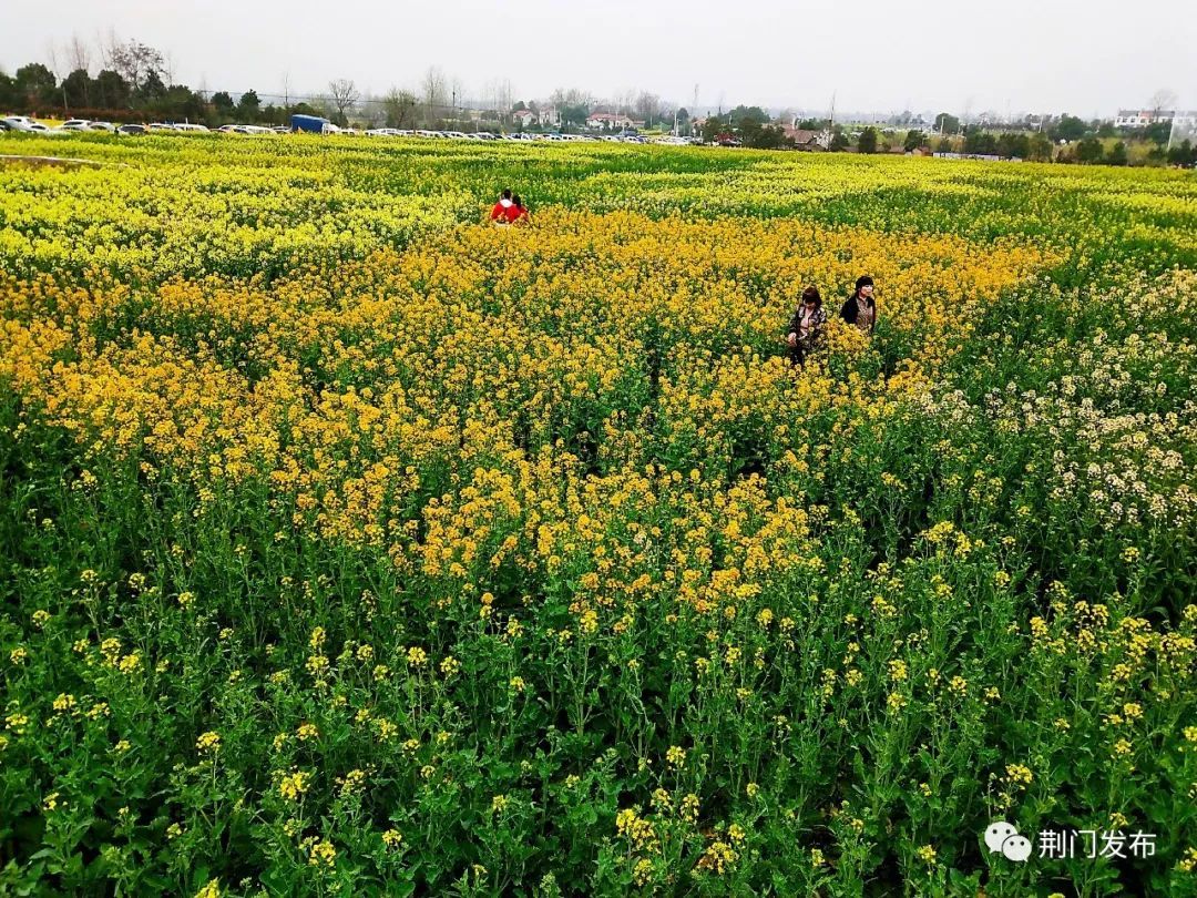 聚焦首届湖北油菜花节油菜花节在沙洋张池开幕新鲜高清现场图出炉另附