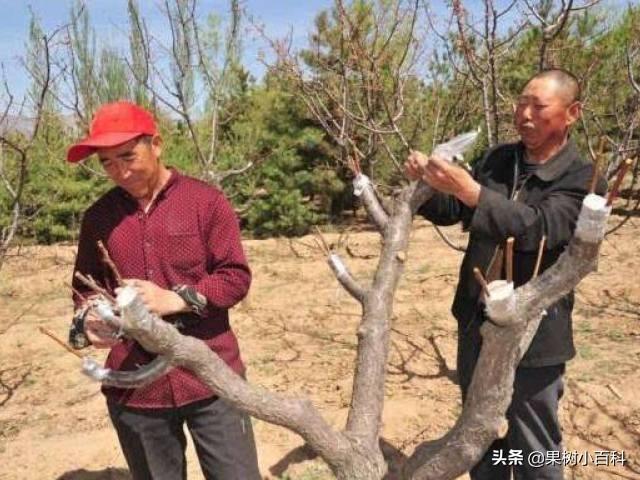 【梨树】梨树嫁接方法合集!学会嫁接不求人