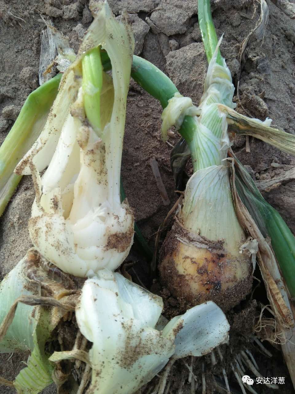 引起腐烂发臭洋葱软腐病防治别放松