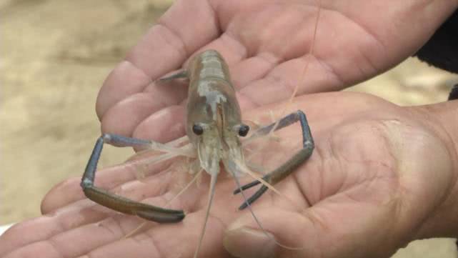 蓝钳大头虾肉厚营养丰富,一亩效益就过万!它和小龙虾,谁更优?