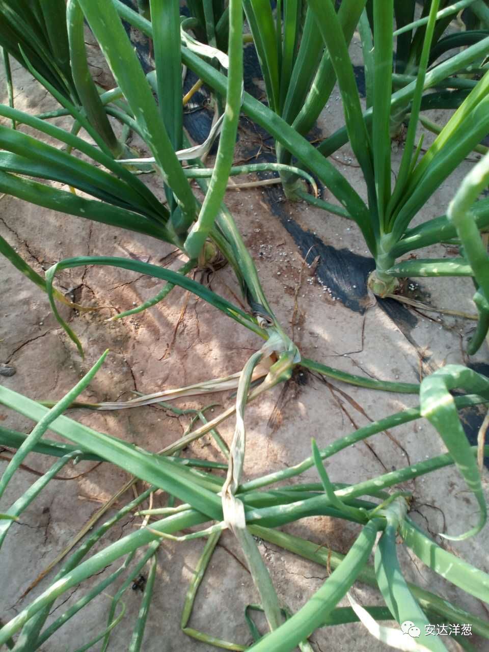 引起腐烂发臭洋葱软腐病防治别放松