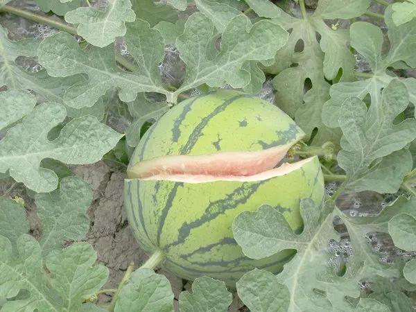 提醒:西瓜裂瓜还有另外两个因素,一个是品种,一个就是自家大棚土壤