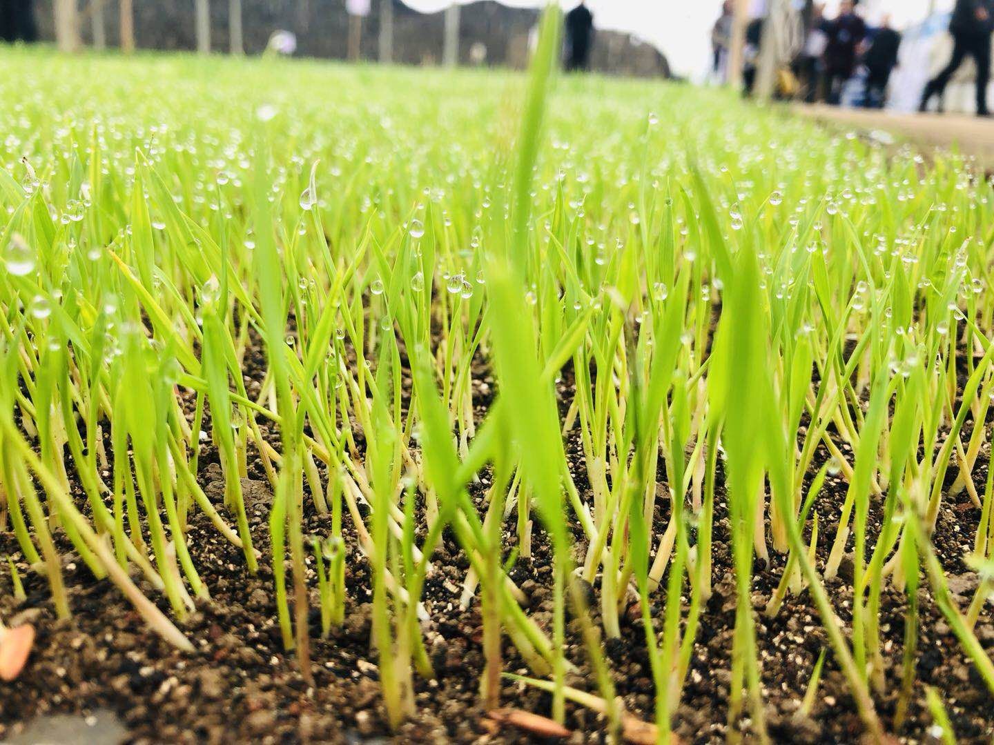 水稻苗1525叶期温度和水分管理