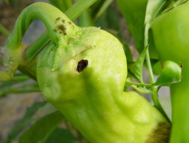 如何防治辣椒上的烟青虫综合防治效果更好