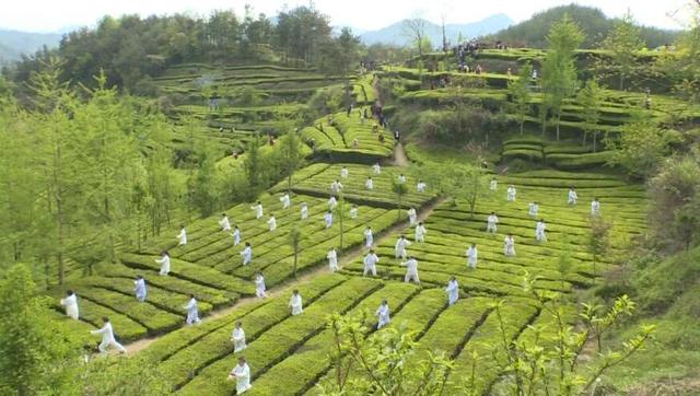 英山縣的茶葉谷,四周群山環繞,青峰滴翠,谷內茶壟層疊,依山傍水.