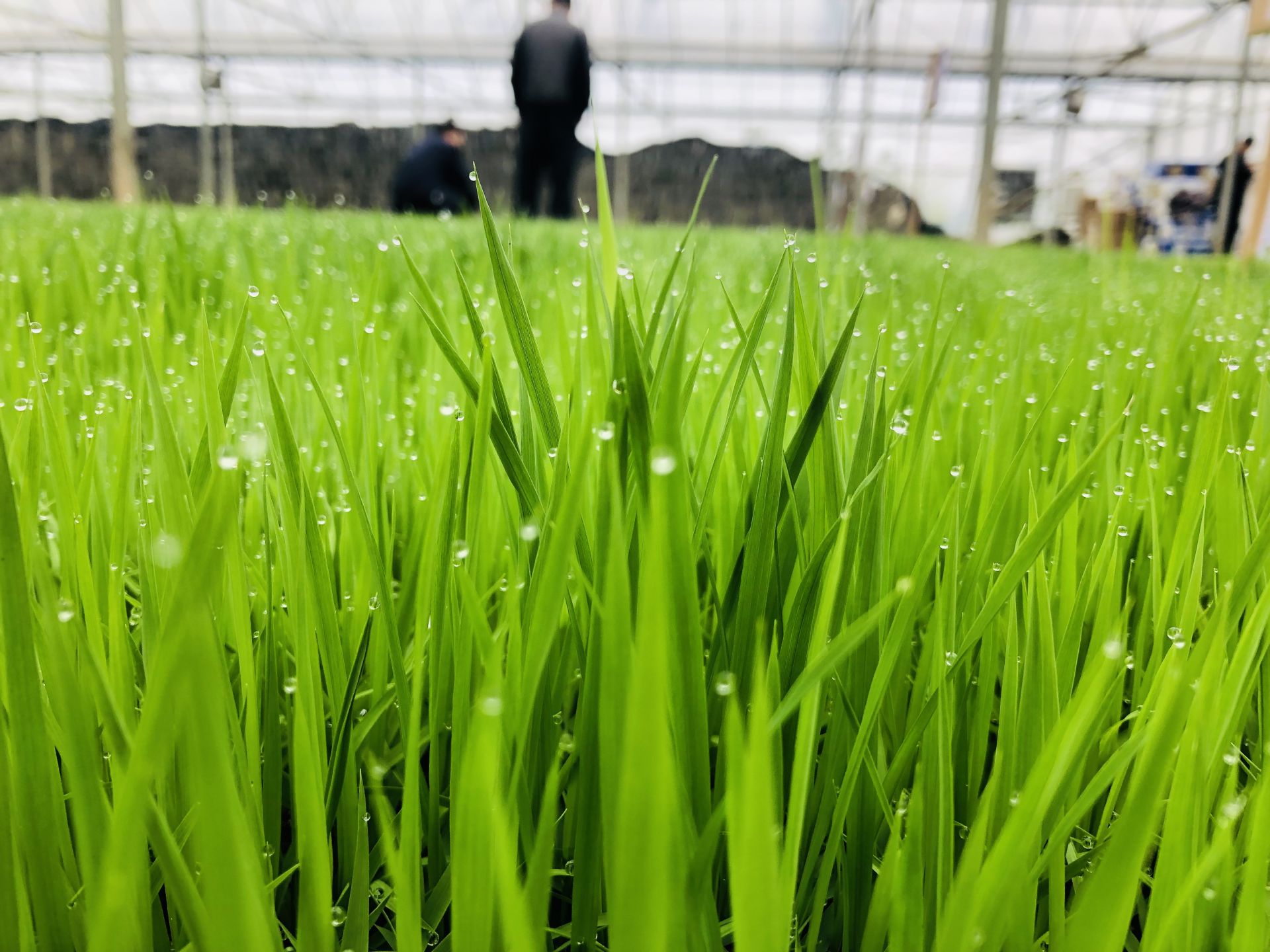 插秧后,影响水稻返青分蘖的主要原因?该怎么去管理?