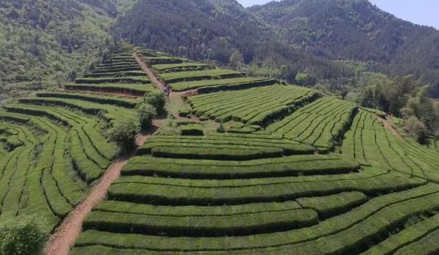 英山縣的茶葉谷,四周群山環繞,青峰滴翠,谷內茶壟層疊,依山傍水.