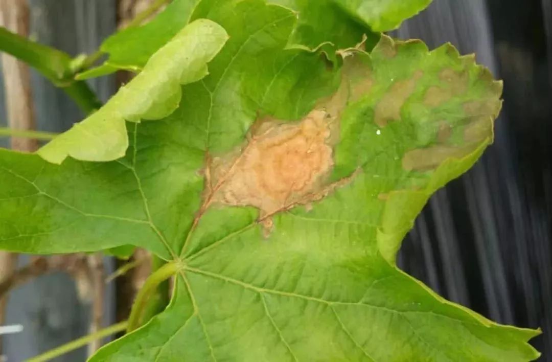 葡萄各位果农一定要多加小心高温多雨天气葡萄白腐病极易发生
