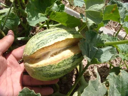 西甜瓜生理性病害这么多环境药害肥害等都是罪魁祸首