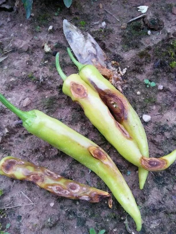 的脐腐病▼炭疽病▼根腐病▼白粉虱大爆发▼早疫病▼病毒病▼辣椒灰