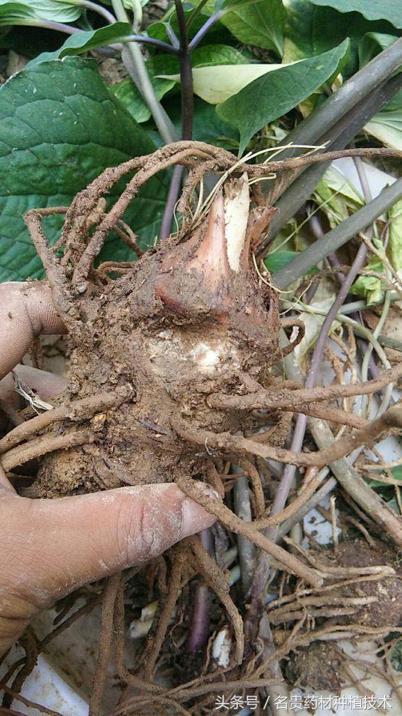 防治方法(1)引起滇重楼根腐病发生的主要原因是土壤积水,栽培土壤宜