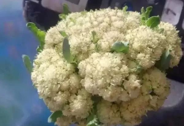 花球形态基本正常但花球表面出现绿色小叶片形成夹叶花球.