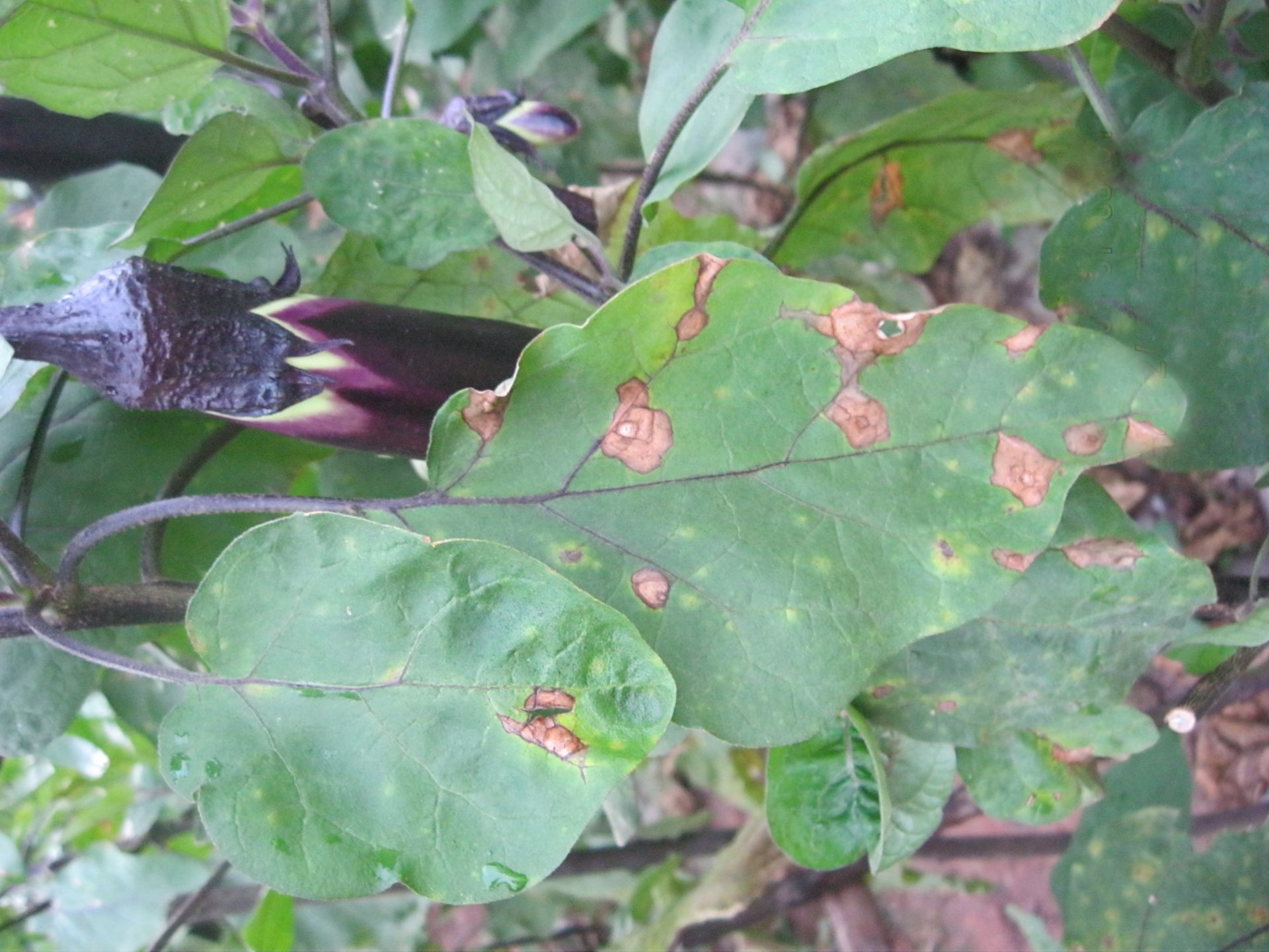 茄子叶常见病害图谱图片