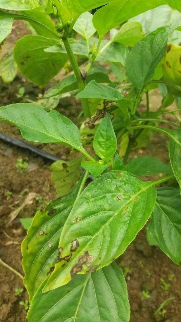 辣椒丛枝病▼辣椒丛枝病▼辣椒白星病▼辣椒黑斑病▼辣椒细菌性叶斑病