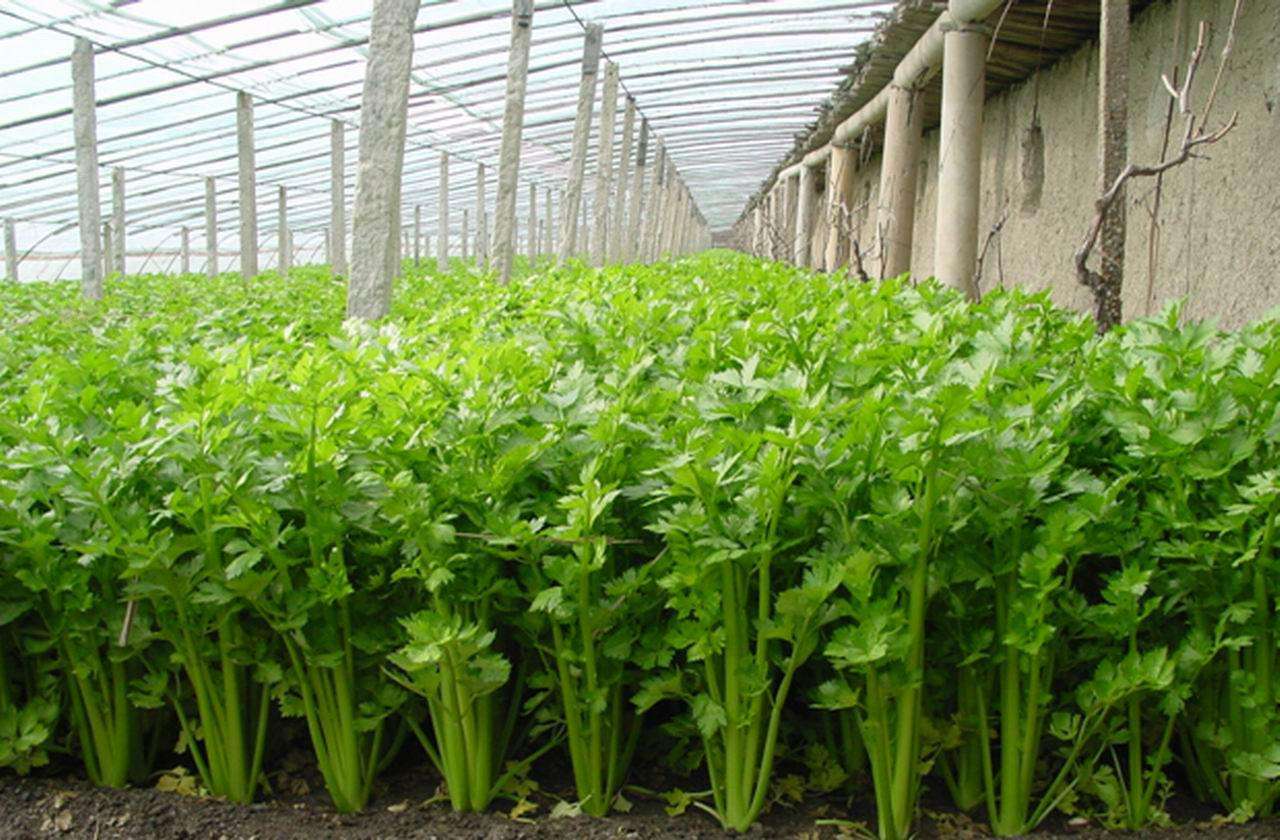 夏季种植芹菜想高产,这四点做好了就不难