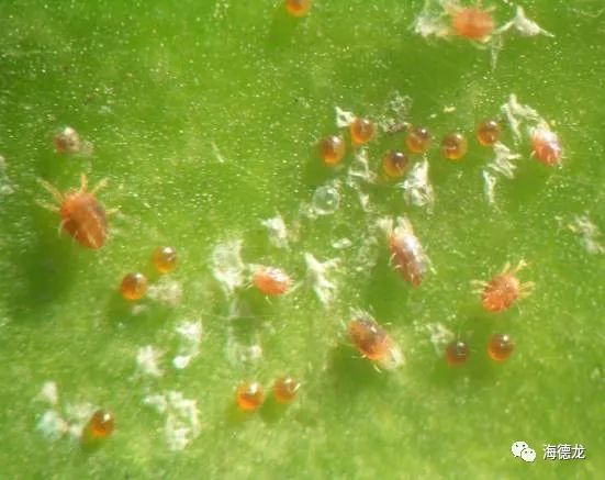 蓟马红蜘蛛钻心虫大姜虫害高发如何防治