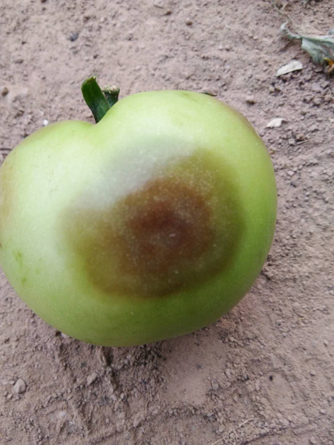 番茄结果期易得晚疫病早发现早摘除早防治