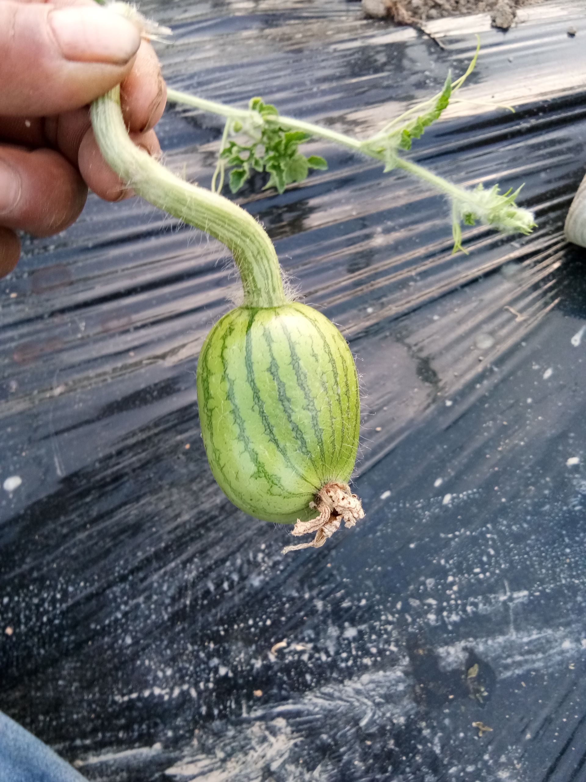 西瓜长着长着就歪了西瓜畸形果产生原因及预防措施