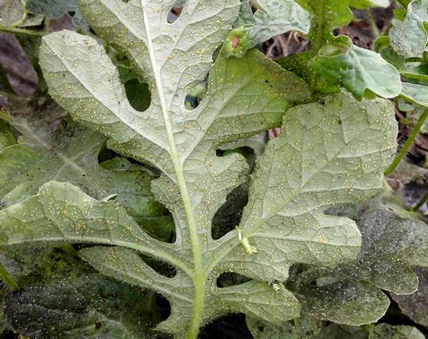 警报种植西瓜最害怕的蚜虫来了咋治