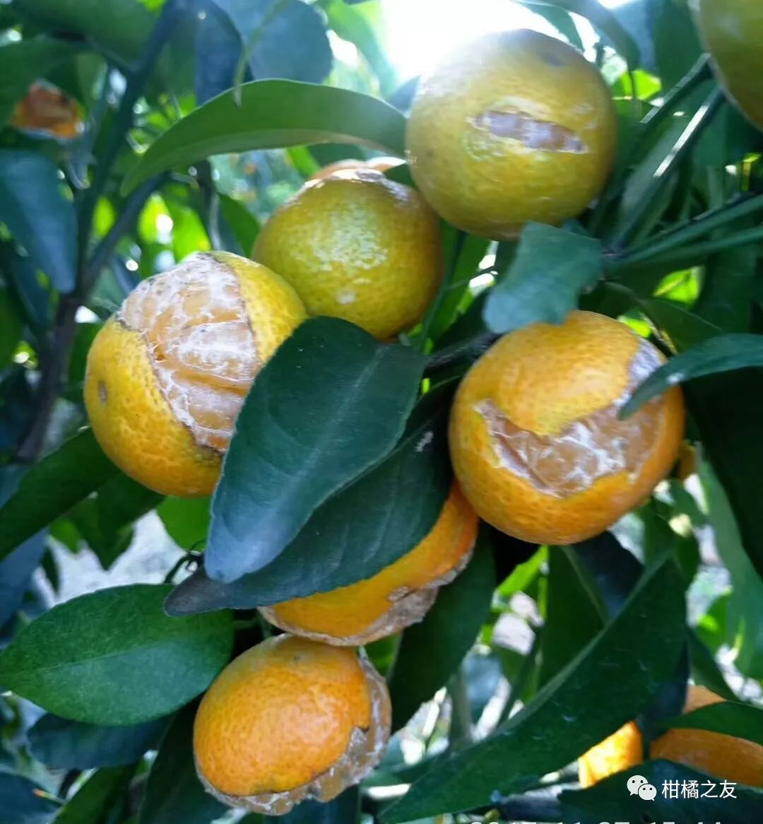 柑橘柑橘裂果造成不少损失别以为补钙了就不会大量裂果