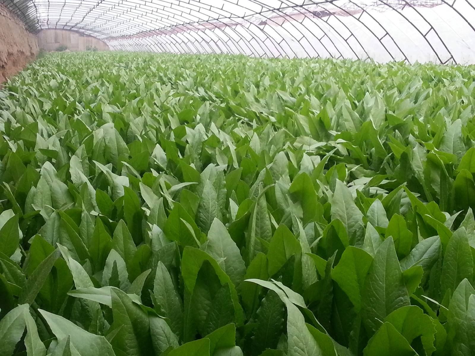 种植油麦菜如何进行收割与追肥有哪些种植禁忌