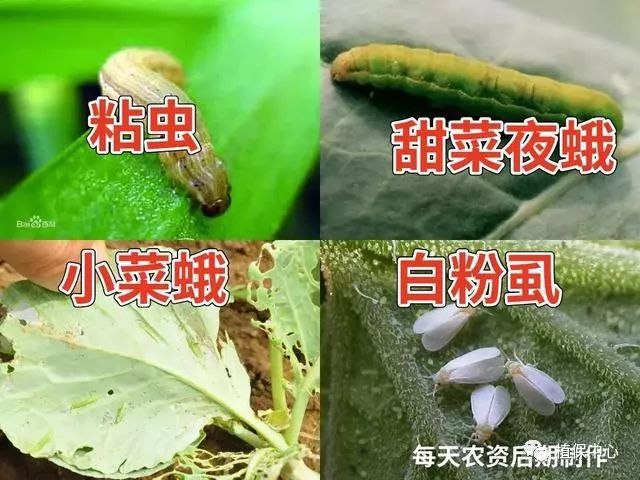 比如粘蟲,小菜蛾,甜菜夜蛾,白粉蝨,薊馬,鏽蟎,潛葉蠅等害蟲