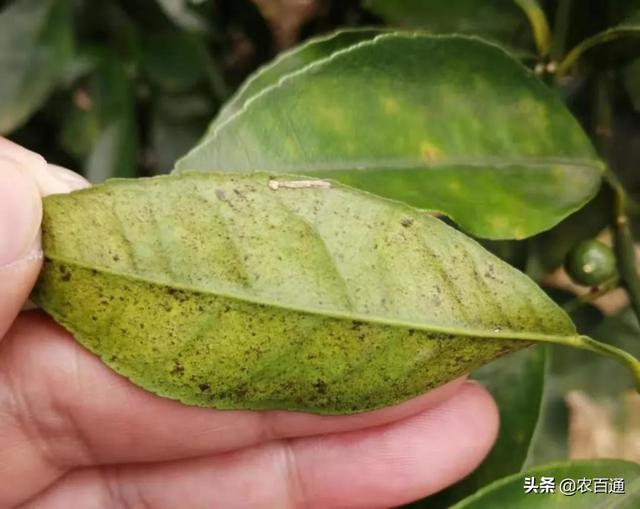 柑橘褐斑病是近几年发生的(柑橘褐斑病是近几年发生的嘛)