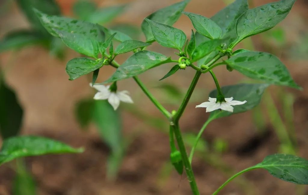 土壤相对含水量80%左右,空气相对湿度60%～80%时,对辣椒生长有利.