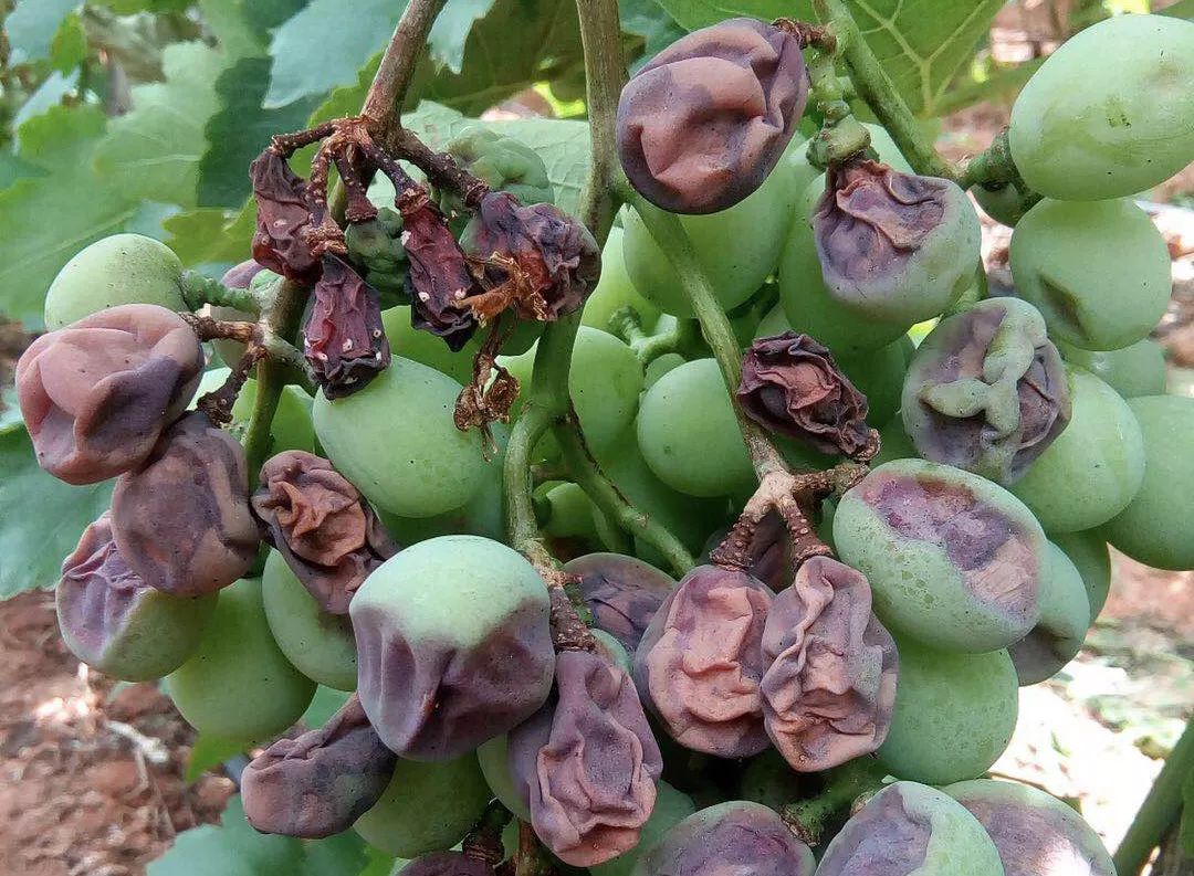 葡萄葡萄成熟期惹上这种病鲜果秒变葡萄干