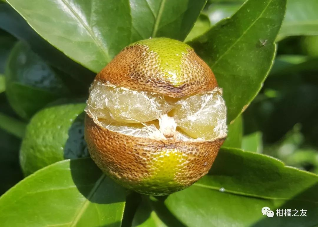 柑橘柑橘裂果造成不少损失别以为补钙了就不会大量裂果