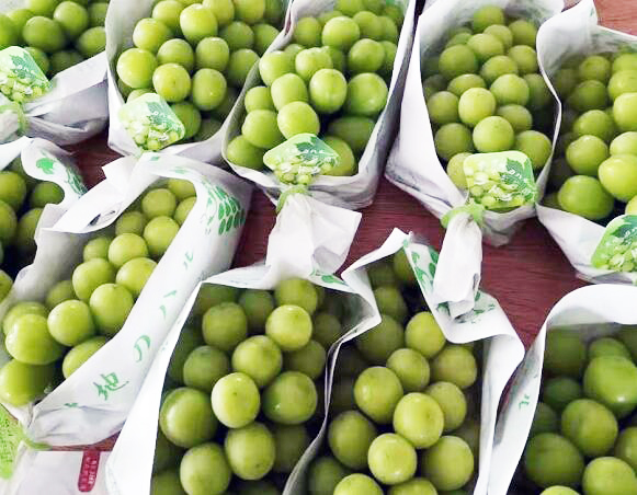 颗颗撩人,自带玫瑰香,轻摘一颗入口,清甜,水润,少籽,果香,桂花香,玫瑰