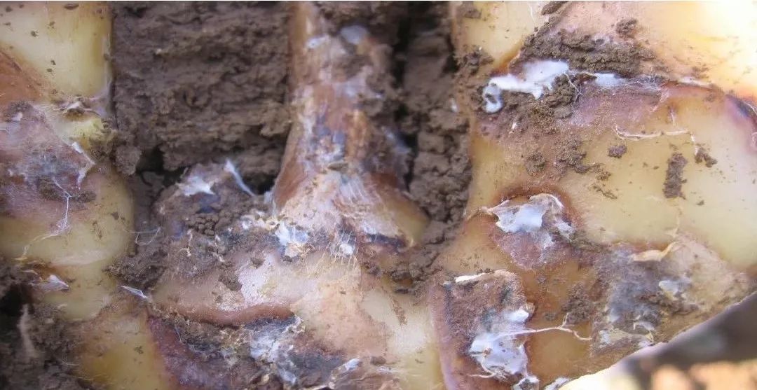 高湿雨季生姜大培来临科学管理谨防白绢病发生