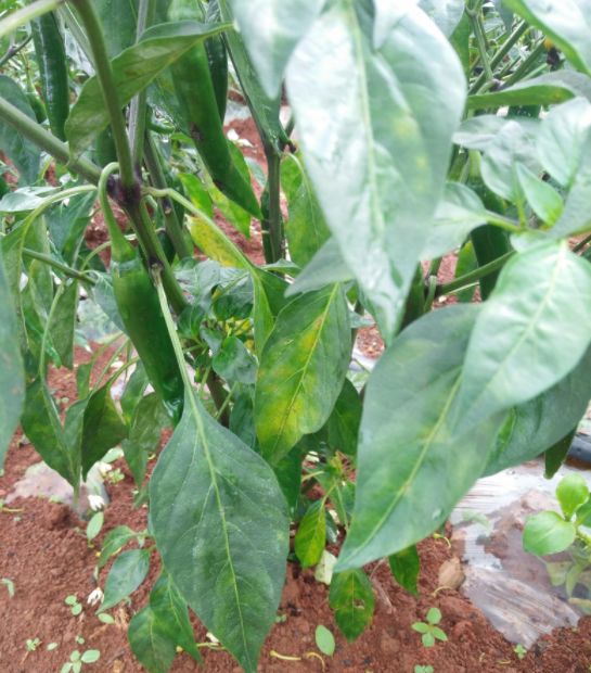 辣椒白粉病和霜霉病识别仔细分辨及时防治