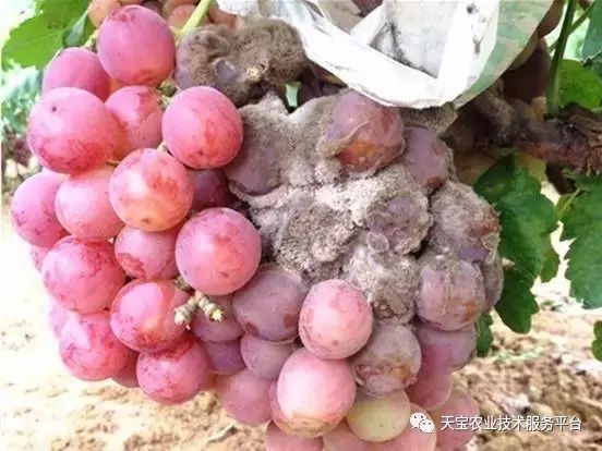 葡萄葡萄烂果原因多多避雨栽培科学套袋效果好