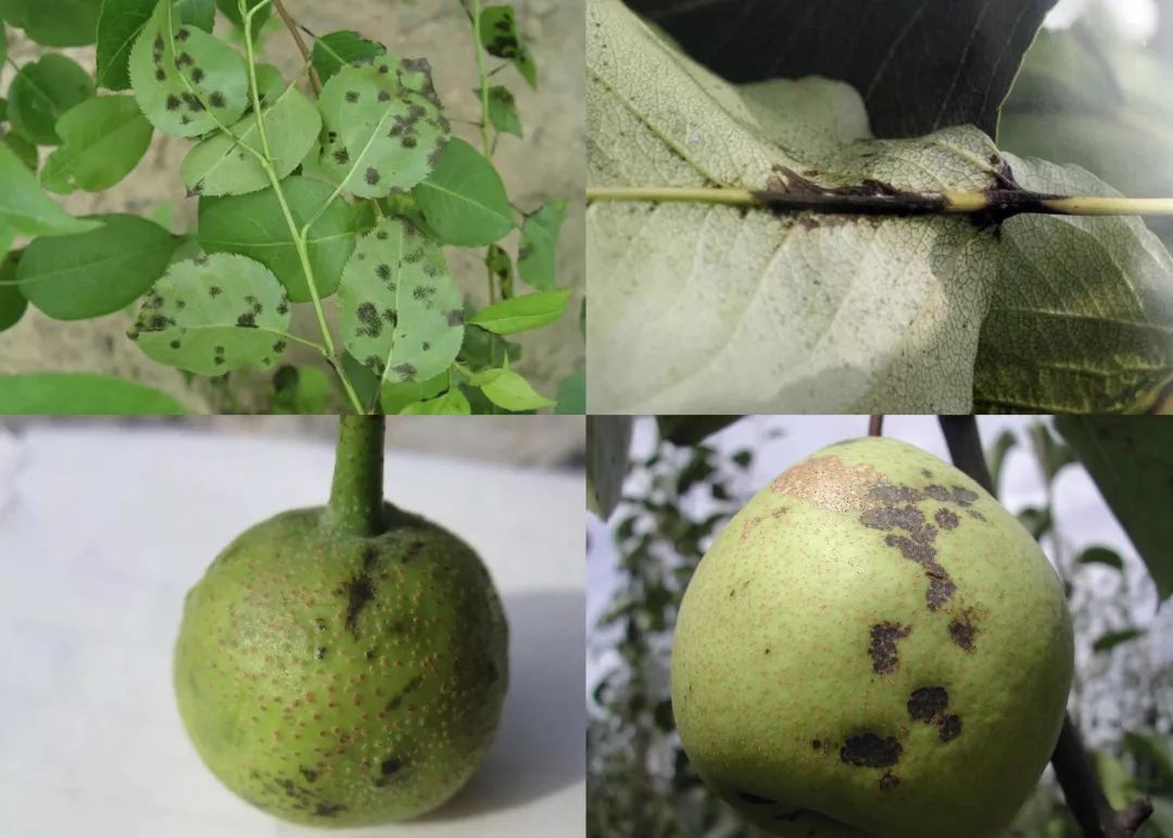 黑星病梨黑星病是一种检疫性病害,病原为子囊菌亚门黑星菌属的纳雪星