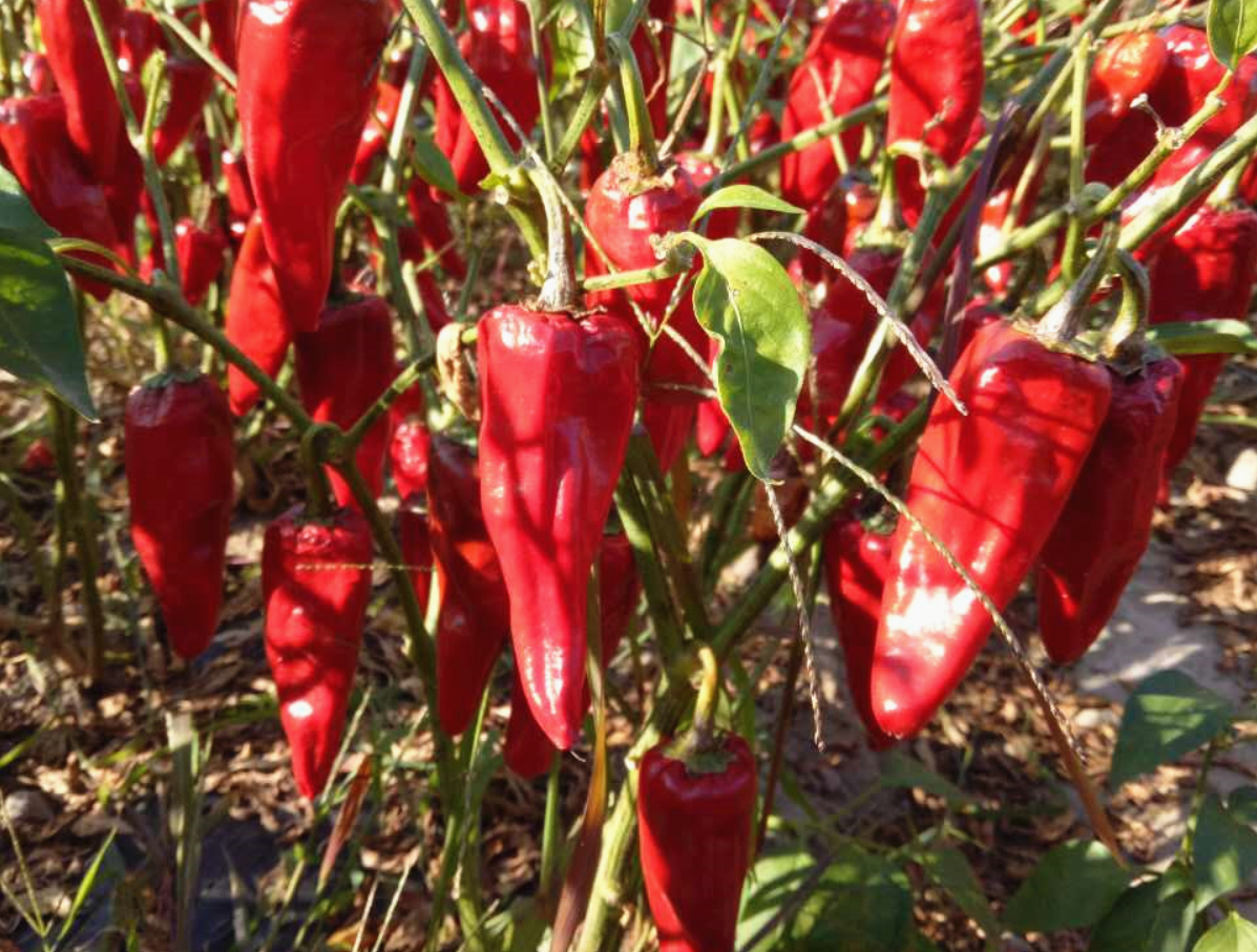 山海生物科技项目,主要在当地实施工业辣椒订单种植和辣椒油树脂萃取