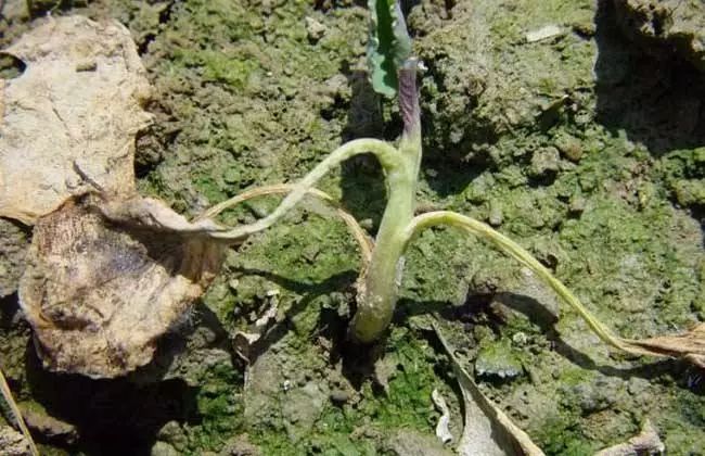 猕猴桃最全猕猴桃真菌细菌病毒性病害识别附防治建议