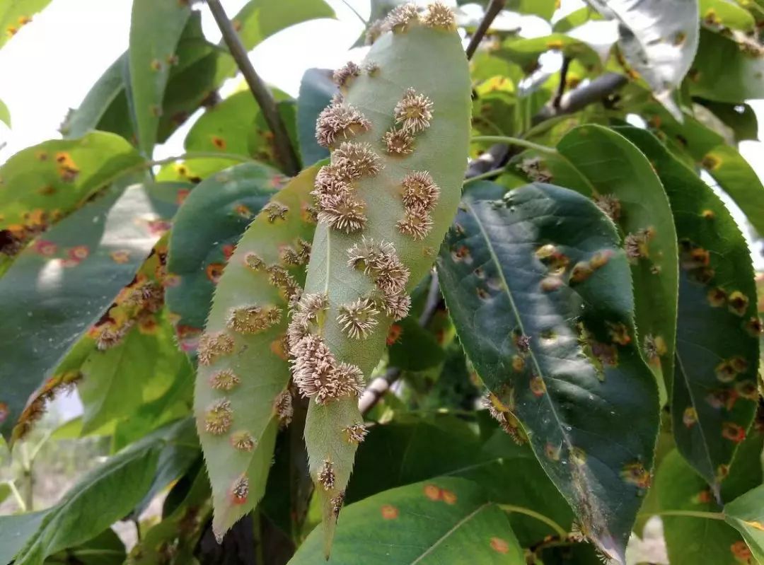 可增施有机肥,活土君复合菌剂,生长期淋施海精灵生物刺激剂,冬季清园