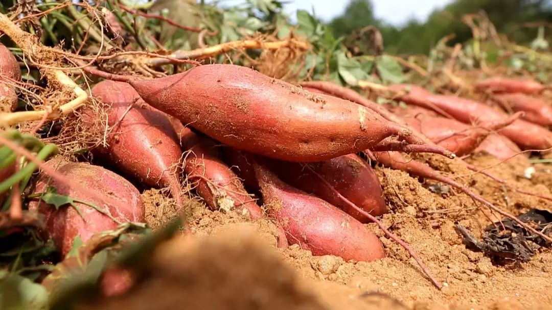 "红安苕"变"网红苕"!亩产效益超万元,产值破1亿!