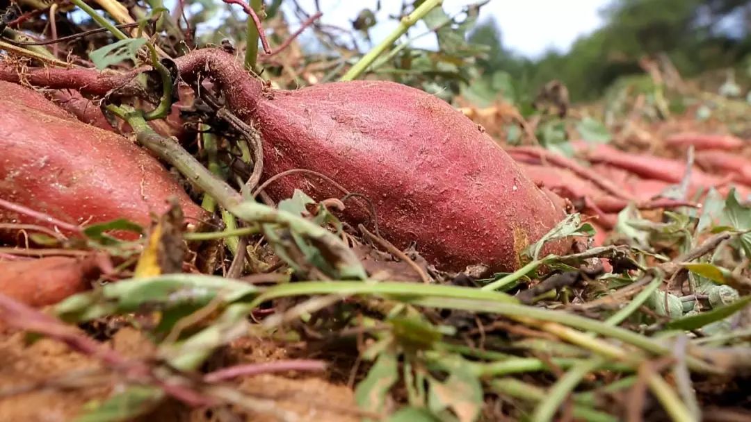 亩产效益超万元,产值破1亿!