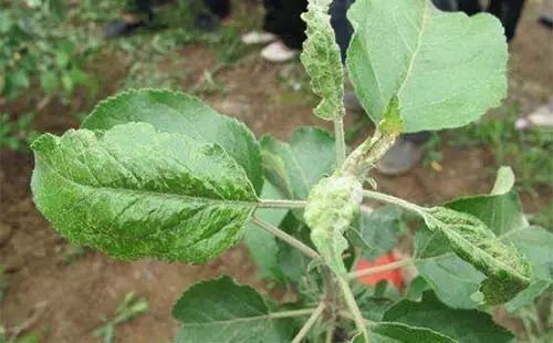【枣树】绿盲蝽对果树的危害不小,如何用药效果好?