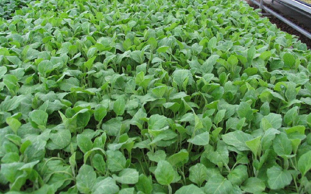 茄子苗期如何管理茄子育苗期间需要注意哪些问题