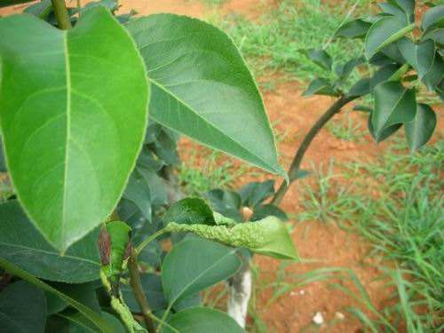 【梨】发现梨枯梢病怎么办?该如何进行药剂防治_云上垄上