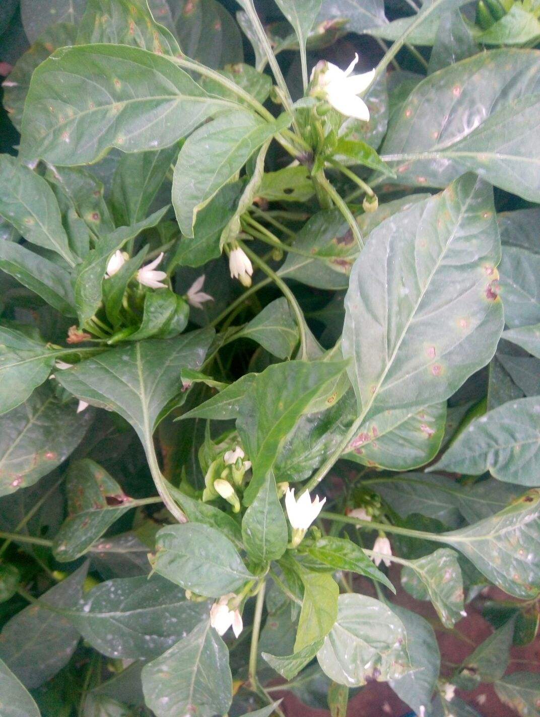 辣椒坐果前的落叶怎样防治避免导致减产