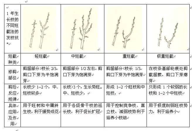 轻轻截去枝条上部一小段叫轻短截,在枝条中上部饱满芽处剪截叫中短截