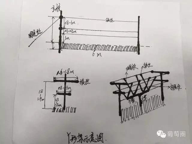 葡萄葡萄各种架型介绍手绘版